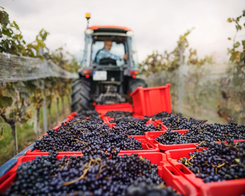 farming-grapes