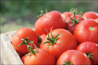 The Cold Hard Truth and Dollars Behind Reefer Operating Modes